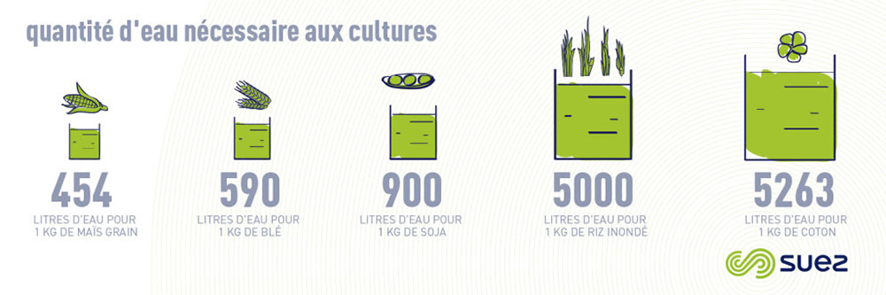 Infographie, quantité d'eau nécessaire aux cultures