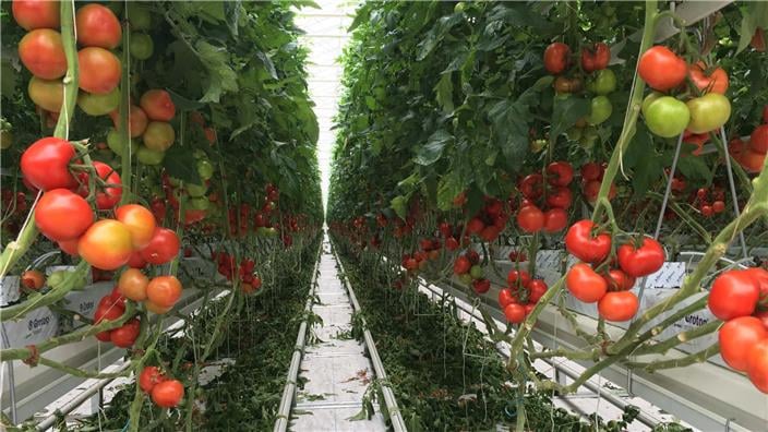 Econotre Serre tomates