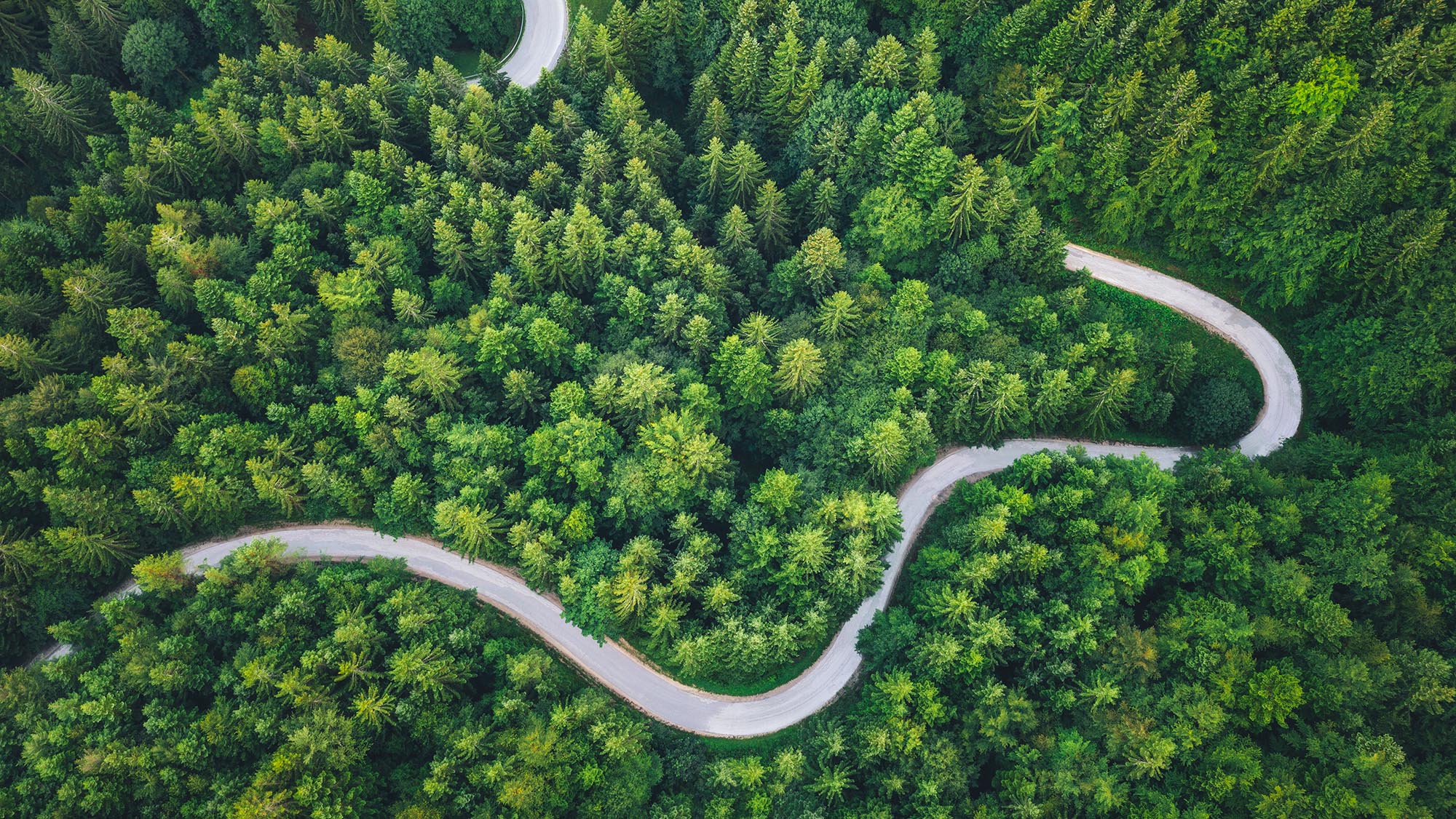 foret route