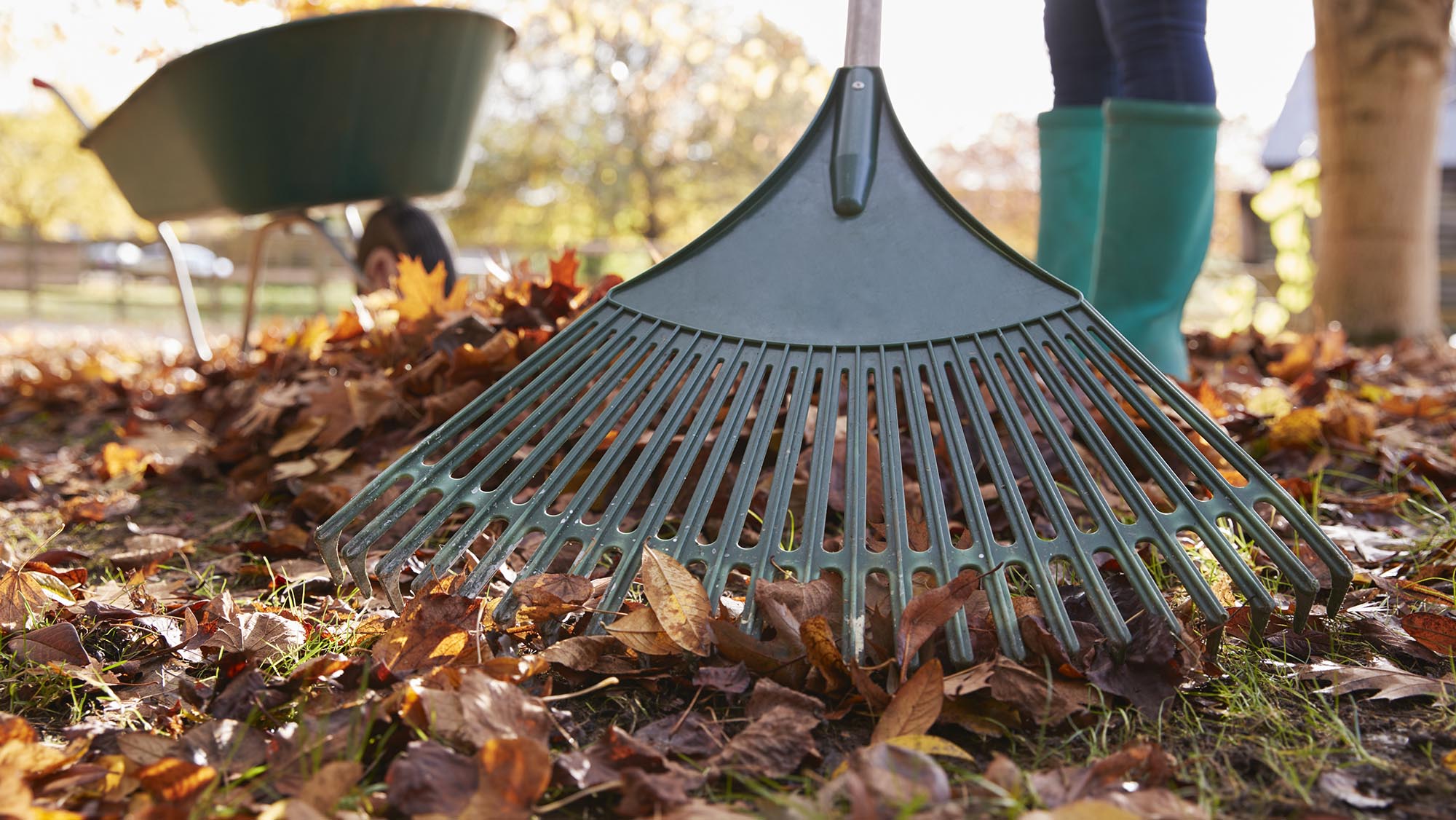 ramassage feuilles